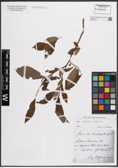 Foto von Salix caprea L. x Salix silesiaca Willd.